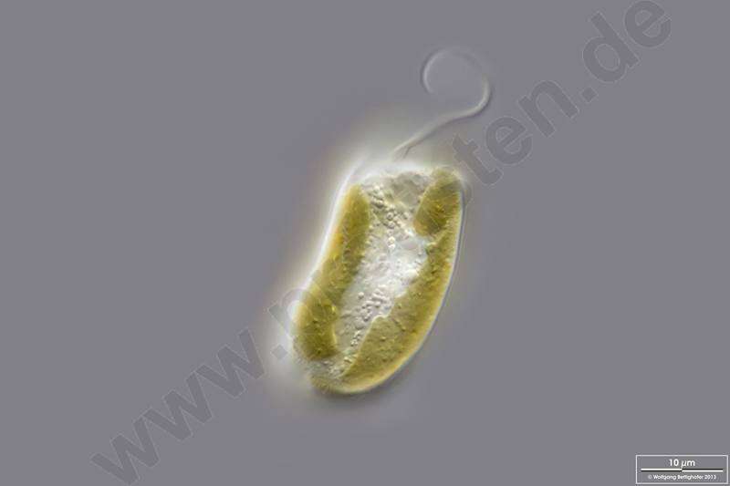 Image of Cryptomonas ovata