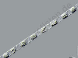 Image of Skeletonemataceae