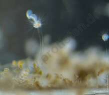 Image of Ephelota gemmipara