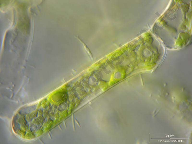Image of Hydrodictyon reticulatum