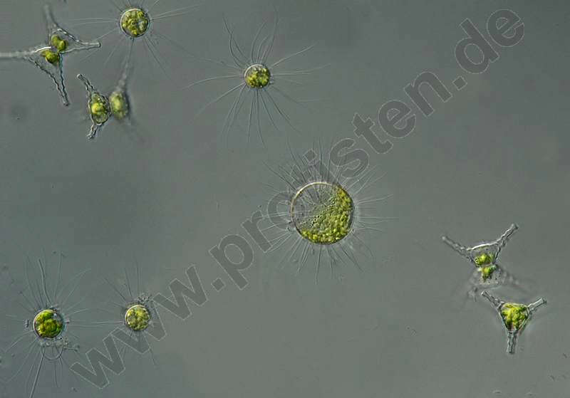 Image de Golenkiniaceae