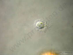 Image of Raphidiophrys coerulea Penard 1904