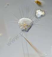 Image of Ephelota gemmipara
