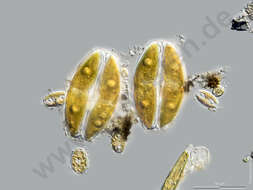 Image of Amphora ovalis