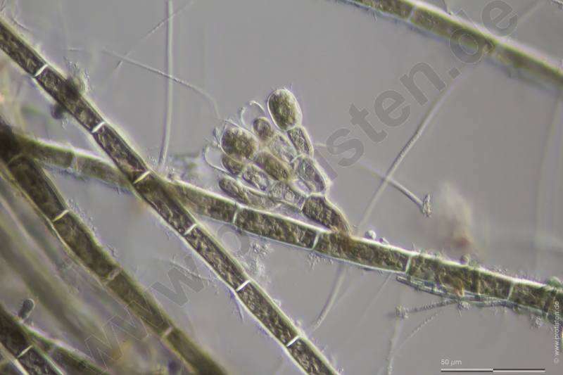 Image of Acrochaetiaceae