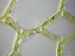 Image of Hydrodictyon reticulatum