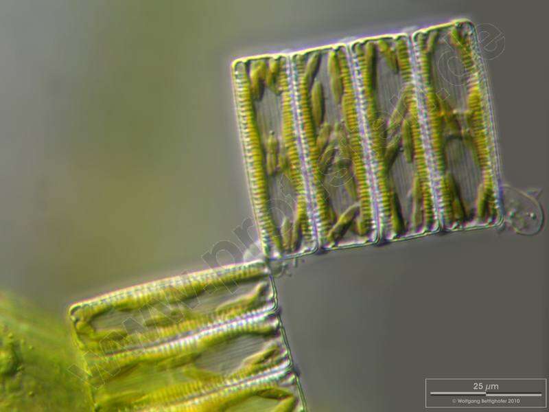 Image of Fragilariophycidae Round