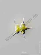 Image de Tetraedron caudatum