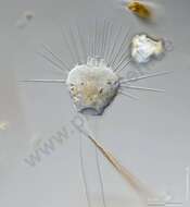 Image of Ephelota gemmipara