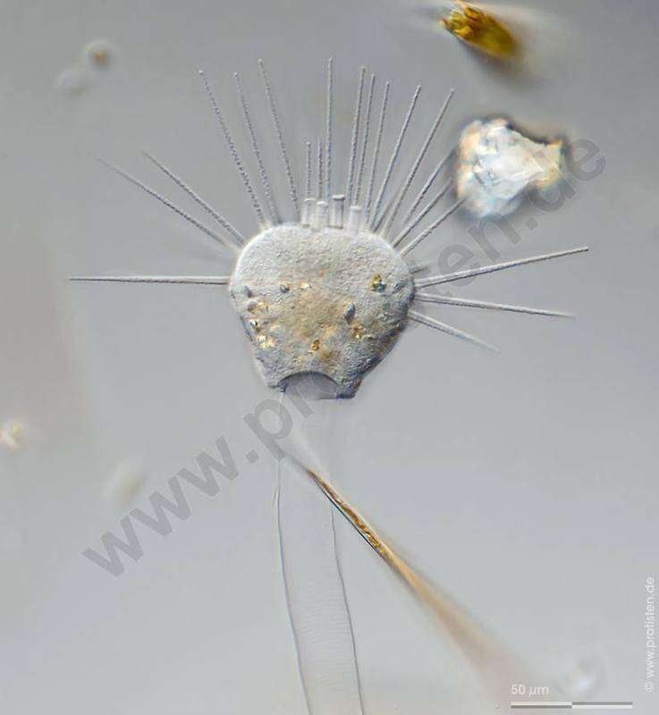 Image of Ephelota gemmipara