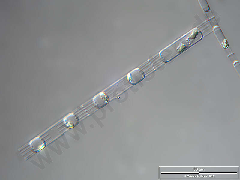Image of Skeletonemataceae