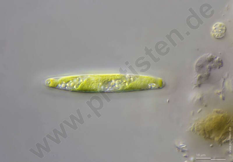 Image de Spirotaenia erythrocephala Itzigsohn 1856