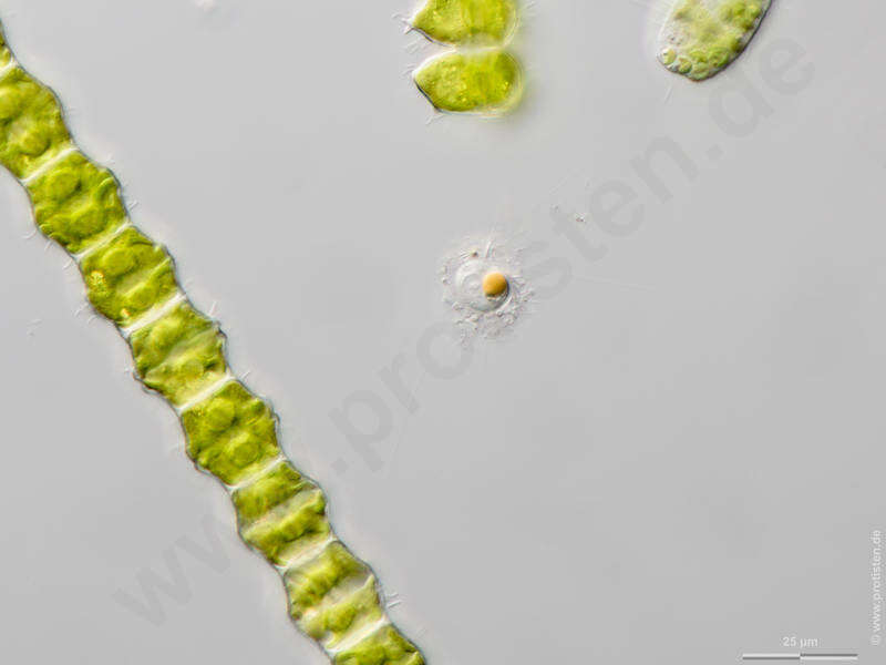 Image of Amphitremida