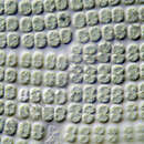 Image of Merismopedia punctata