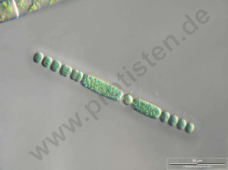 Image of Anabaena cylindrica