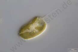 Image of Cryptomonas ovata