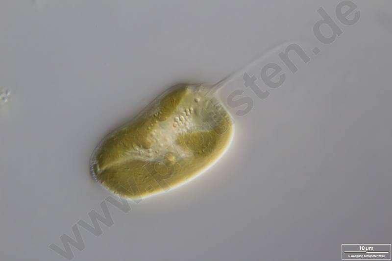 Image of Cryptomonas ovata