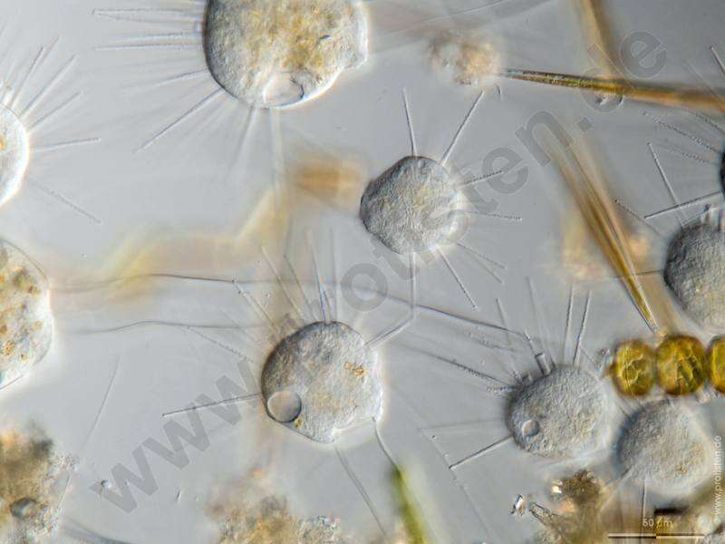 Image of Ephelota gemmipara