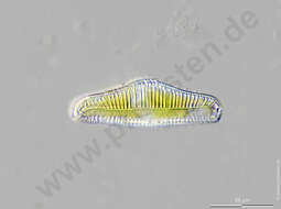 Image of Rhopalodiales