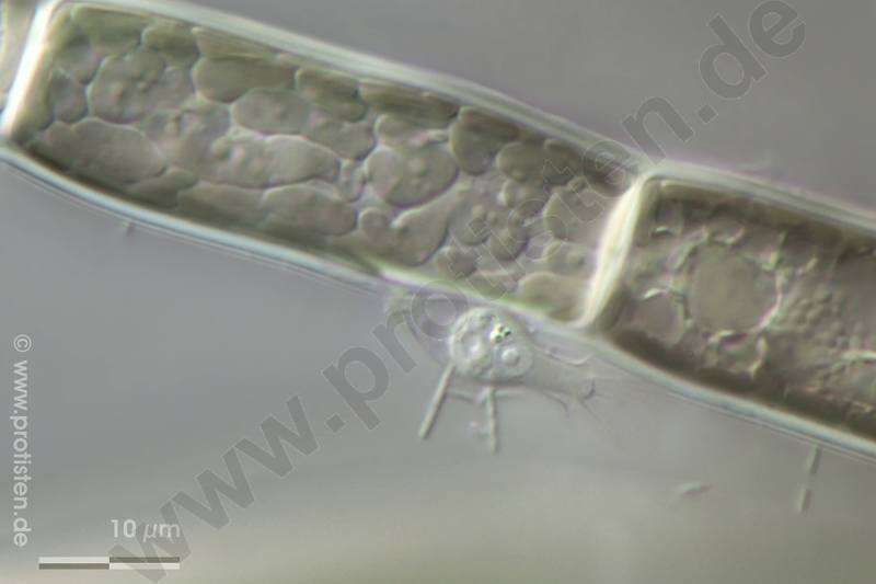 Image of Acrochaetiaceae