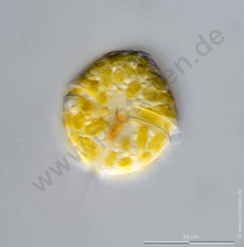 Image of Glenodinium Ehrenberg 1836