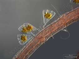 Image of Licmophoraceae