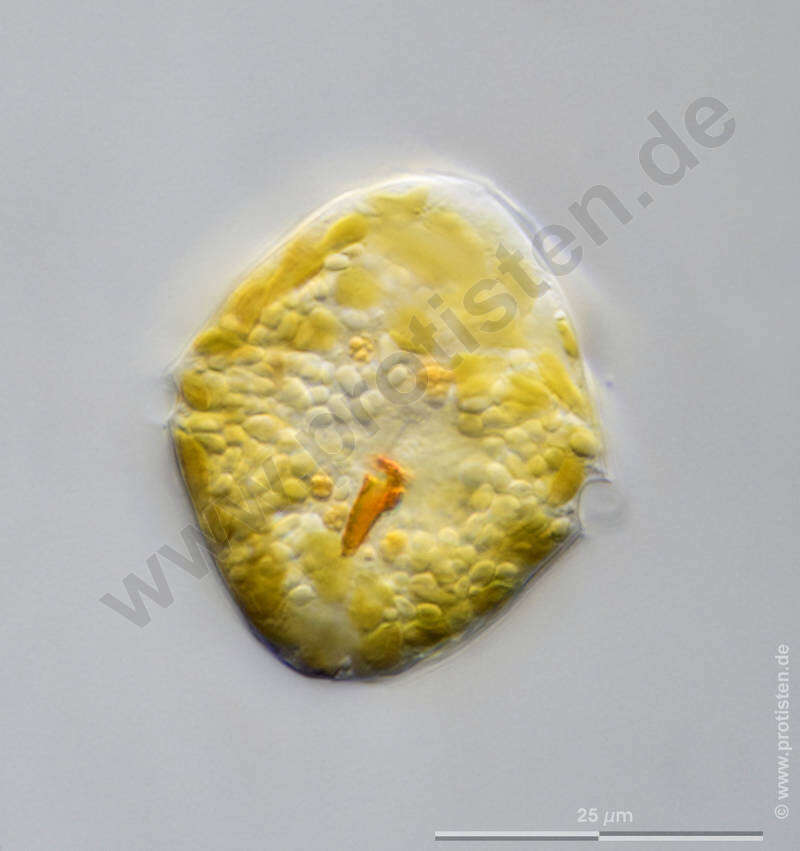 Image of Glenodinium Ehrenberg 1836