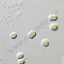 Image of Limnococcus limneticus