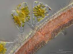 Image of Licmophoraceae