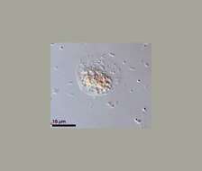 Image of Hyalodiscus