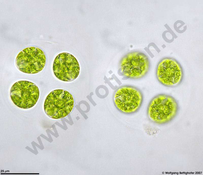 Image of Palmellopsidaceae