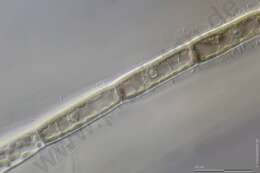 Image of Acrochaetiaceae