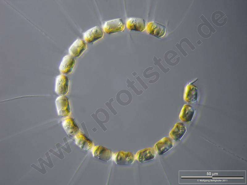 Image of Chaetoceros curvisetus