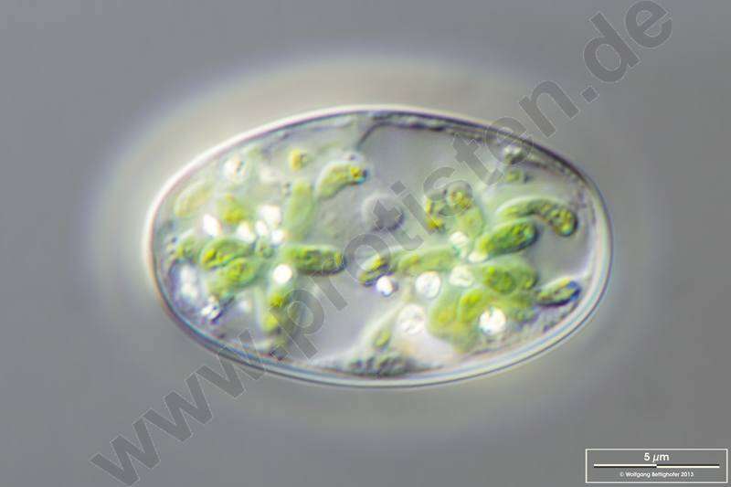 Image de Glaucocystales