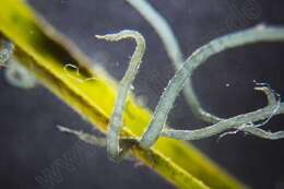 Image of Compsopogon caeruleus