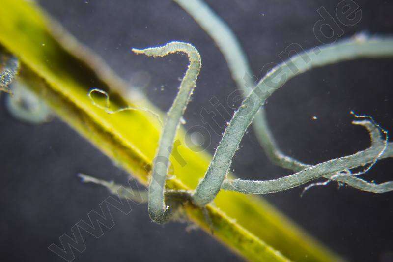 Image of Compsopogon caeruleus