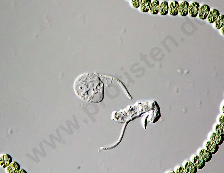 Image de Ciliophrys