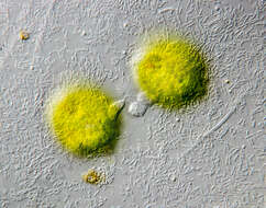 Image de Ciliophrys