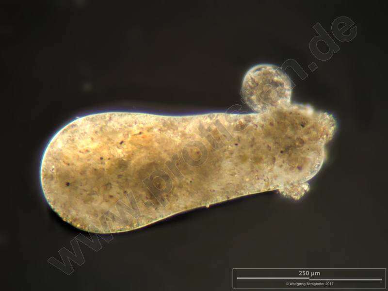 Image of Pelomyxidae
