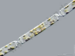 Image of Cerataulina pelagica