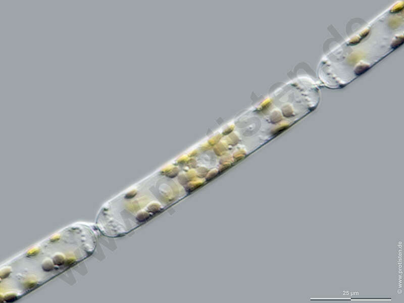 Image of Cerataulina pelagica