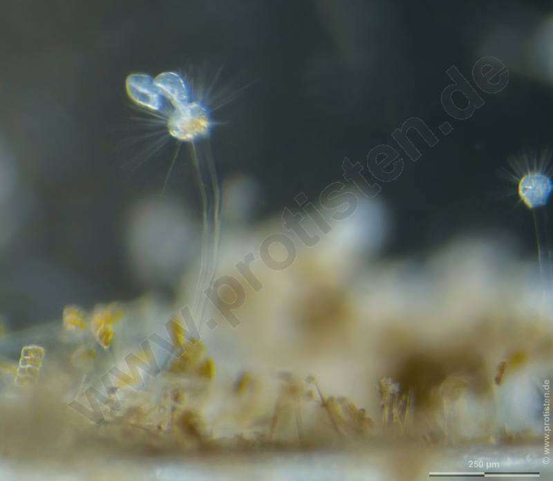 Image of Ephelota gemmipara