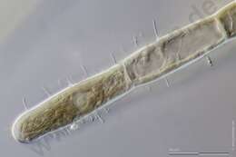Image of Acrochaetiaceae