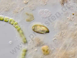 Image of Cryptomonas ovata