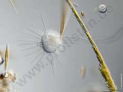 Image of Ephelota gemmipara