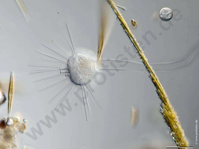 Image of Ephelota gemmipara