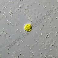 Image de Golenkinia radiata Chodat 1894
