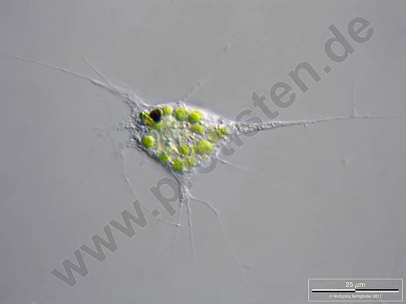 Image of Chlamydomyxa labyrinthuloides