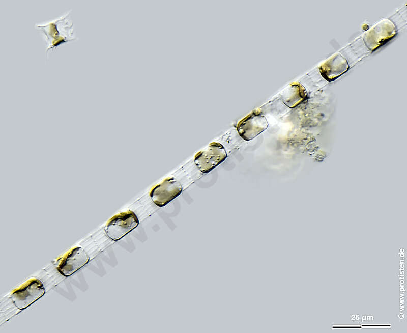 Image of Skeletonemataceae