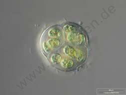 Image of Coccomyxa Schmidle 1901